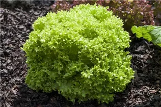 Lactuca sativa var. crispa 'Lollo bionda' - Blatt-Salat 'Lollo bionda' Lactuca sativa var. crispa 'Lollo bionda' - Blatt-Salat 'Lollo bionda'
