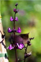 Lablab purpureus - Helmbohne