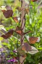 Lablab purpureus - Helmbohne