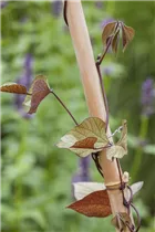 Lablab purpureus - Helmbohne