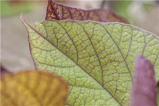 Lablab purpureus - Helmbohne