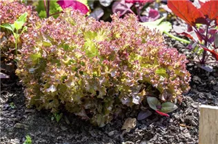 Lactuca sativa var. crispa 'Lollo rosso' - Pflücksalat 'Lollo rosso' Lactuca sativa var. crispa 'Lollo rosso' - Pflücksalat 'Lollo rosso'