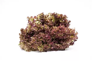 Lactuca sativa var. crispa 'Lollo rosso' - Pflücksalat 'Lollo rosso' Lactuca sativa var. crispa 'Lollo rosso' - Pflücksalat 'Lollo rosso'