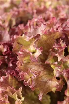 Lactuca sativa var. crispa 'Lollo rosso' - Pflücksalat 'Lollo rosso' Lactuca sativa var. crispa 'Lollo rosso' - Pflücksalat 'Lollo rosso'