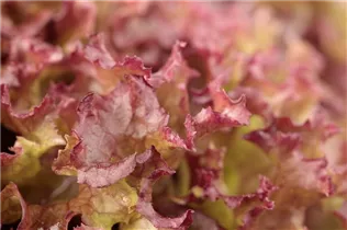 Lactuca sativa var. crispa 'Lollo rosso' - Pflücksalat 'Lollo rosso' Lactuca sativa var. crispa 'Lollo rosso' - Pflücksalat 'Lollo rosso'