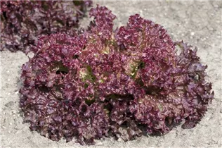 Lactuca sativa var. crispa 'Lollo rosso' - Pflücksalat 'Lollo rosso' Lactuca sativa var. crispa 'Lollo rosso' - Pflücksalat 'Lollo rosso'