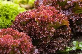 Lactuca sativa var. crispa 'Lollo rosso' - Pflücksalat 'Lollo rosso' Lactuca sativa var. crispa 'Lollo rosso' - Pflücksalat 'Lollo rosso'