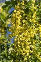 Laburnum anagyroides - Gemeiner Goldregen