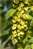 Laburnum anagyroides - Gemeiner Goldregen
