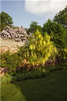 Laburnum anagyroides - Gemeiner Goldregen