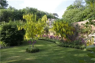 Laburnum anagyroides - Gemeiner Goldregen