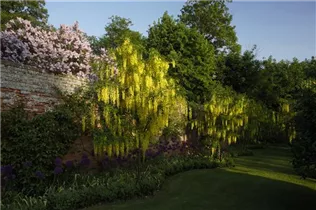 Laburnum anagyroides - Gemeiner Goldregen