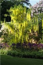 Laburnum anagyroides - Gemeiner Goldregen