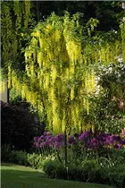 Laburnum anagyroides - Gemeiner Goldregen