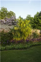 Laburnum anagyroides - Gemeiner Goldregen