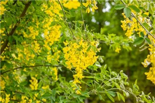 Laburnum anagyroides - Gemeiner Goldregen