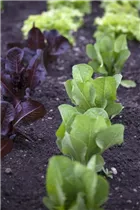 Lactuca sativa var. longifolia - Romanasalat Lactuca sativa var. longifolia - Romanasalat