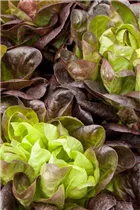 Lactuca sativa var. longifolia - Romanasalat Lactuca sativa var. longifolia - Romanasalat