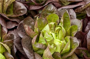 Lactuca sativa var. longifolia - Romanasalat Lactuca sativa var. longifolia - Romanasalat