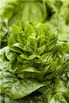 Lactuca sativa var. longifolia - Romanasalat Lactuca sativa var. longifolia - Romanasalat