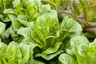 Lactuca sativa var. longifolia - Romanasalat Lactuca sativa var. longifolia - Romanasalat