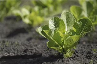 Lactuca sativa var. longifolia - Romanasalat Lactuca sativa var. longifolia - Romanasalat