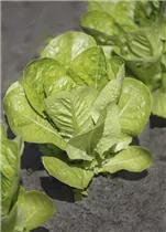 Lactuca sativa var. longifolia - Romanasalat Lactuca sativa var. longifolia - Romanasalat