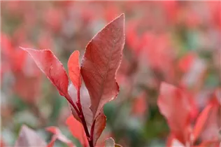Photinia fraseri 'Little Red Robin' - Glanzmispel 'Little Red Robin' Photinia fraseri 'Little Red Robin' - Glanzmispel 'Little Red Robin'