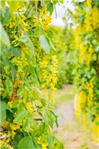 Laburnum anagyroides 'Fastigiata' - Säulenförmiger Goldregen 'Fastigiata'