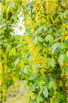 Laburnum anagyroides 'Fastigiata' - Säulenförmiger Goldregen 'Fastigiata'