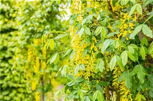 Laburnum anagyroides 'Fastigiata' - Säulenförmiger Goldregen 'Fastigiata'