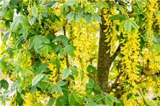 Laburnum anagyroides 'Fastigiata' - Säulenförmiger Goldregen 'Fastigiata'
