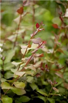 Lagerstroemia indica 'Berry Dazzle'® - Indianerflieder