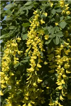 Laburnum watereri 'Vossii' - Edel-Goldregen 'Vossii' Laburnum watereri 'Vossii' - Edel-Goldregen 'Vossii'