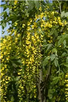 Laburnum watereri 'Vossii' - Edel-Goldregen 'Vossii' Laburnum watereri 'Vossii' - Edel-Goldregen 'Vossii'