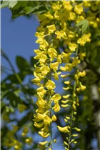 Laburnum watereri 'Vossii' - Edel-Goldregen 'Vossii' Laburnum watereri 'Vossii' - Edel-Goldregen 'Vossii'