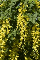 Laburnum watereri 'Vossii' - Edel-Goldregen 'Vossii' Laburnum watereri 'Vossii' - Edel-Goldregen 'Vossii'