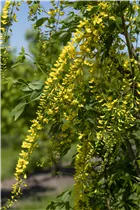 Laburnum watereri 'Vossii' - Edel-Goldregen 'Vossii' Laburnum watereri 'Vossii' - Edel-Goldregen 'Vossii'