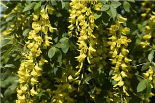 Laburnum watereri 'Vossii' - Edel-Goldregen 'Vossii' Laburnum watereri 'Vossii' - Edel-Goldregen 'Vossii'