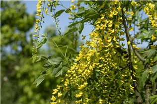 Laburnum watereri 'Vossii' - Edel-Goldregen 'Vossii' Laburnum watereri 'Vossii' - Edel-Goldregen 'Vossii'