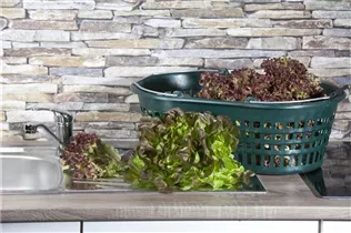 Lactuca sativa var. acephala - Eichblattsalat