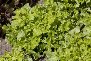 Lactuca sativa var. acephala - Eichblattsalat