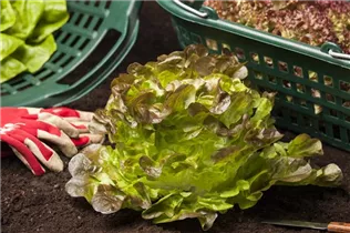 Lactuca sativa var. acephala - Eichblattsalat