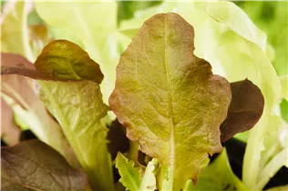 Lactuca sativa var. acephala - Eichblattsalat