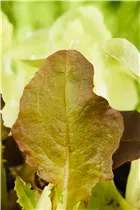 Lactuca sativa var. acephala - Eichblattsalat