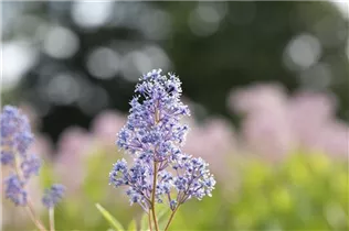 Ceanothus delilianus 'Gloire de Versailles' - Säckelblume 'Glorie de Versailles'
