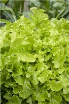 Lactuca sativa var. acephala - Eichblattsalat