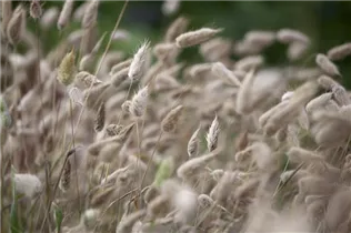 Lagurus ovatus - Hasenschwanzgras Lagurus ovatus - Hasenschwanzgras