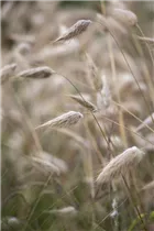 Lagurus ovatus - Hasenschwanzgras Lagurus ovatus - Hasenschwanzgras
