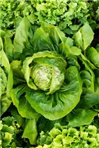 Lactuca sativa var. capitata - Kopfsalat